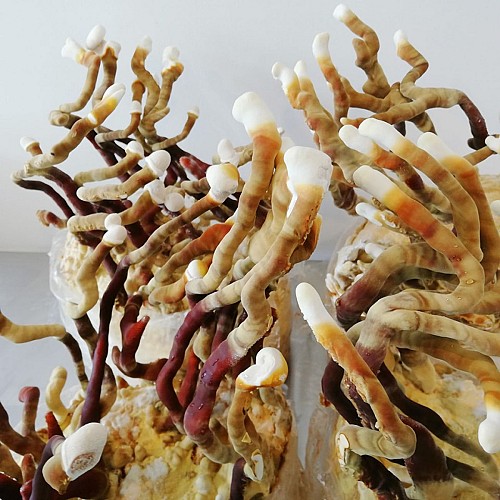 champignons coussacois_4