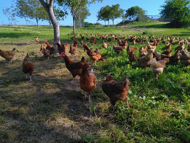 Les cocottes d'Antoine 5