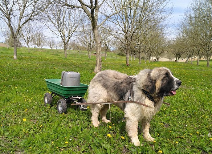 Les cocottes d'Antoine 2