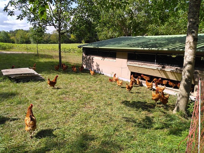 Les cocottes d'Antoine 4