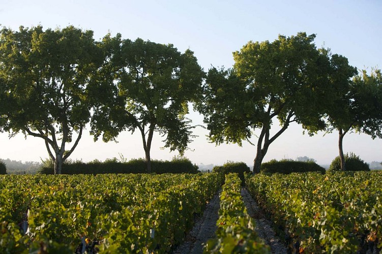 Chateau Chasse Spleen Moulis en Médoc Domaine