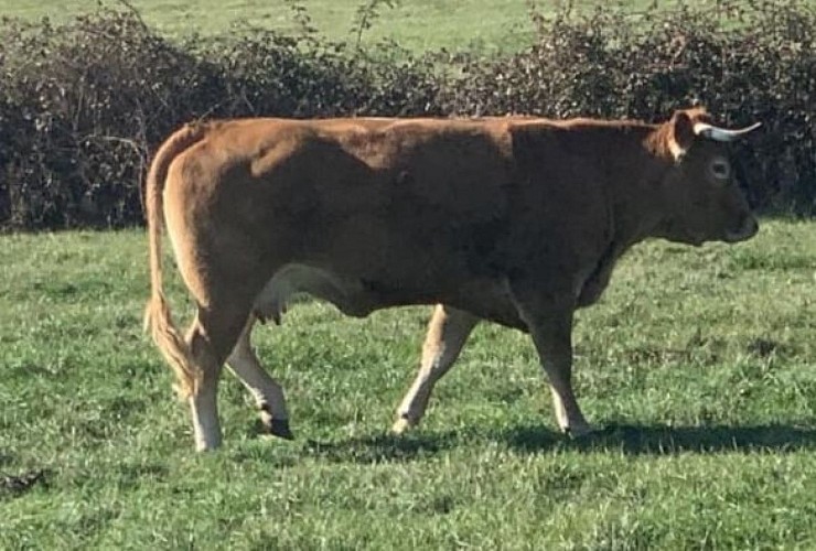 Les grandes maisons Ménigoute