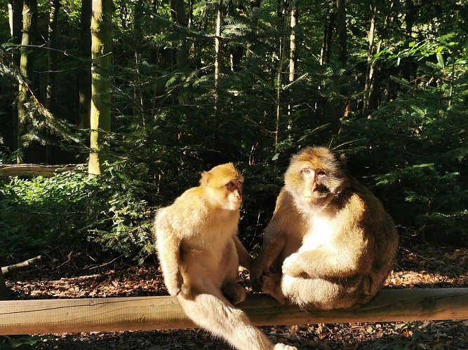 Montagne des Singes (Affenberg)