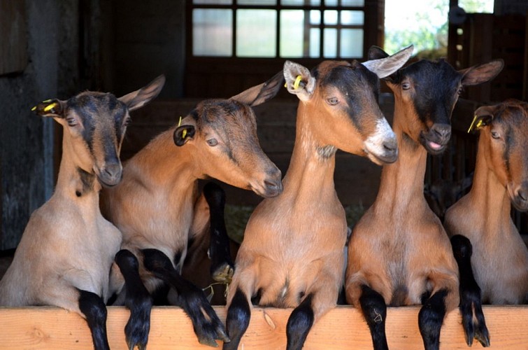 Goat cheeses of the GAEC du Signal