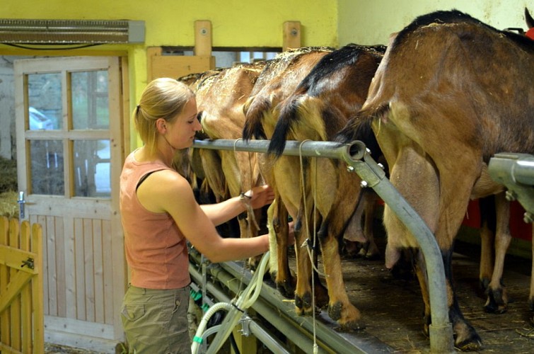 Goat cheeses of the GAEC du Signal