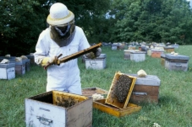 Les Ruchers de la Valserine