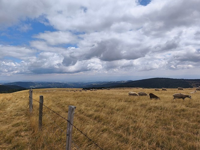 Les Hautes Chaumes du Forez