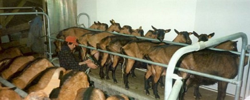 La Ferme des P'tis Bilounes