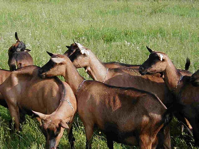 La Ferme des P'tis Bilounes