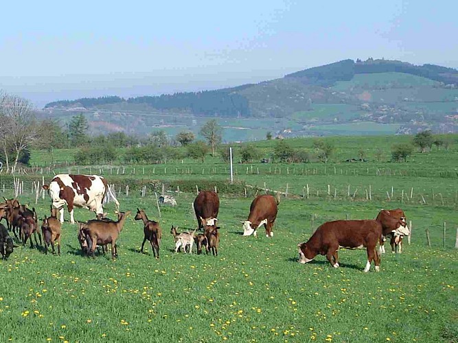 La Ferme des P'tis Bilounes