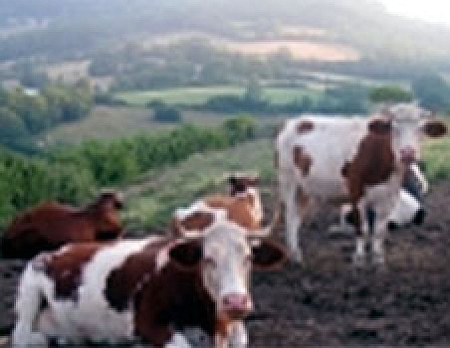 G.A.E.C des Pierres Blanches