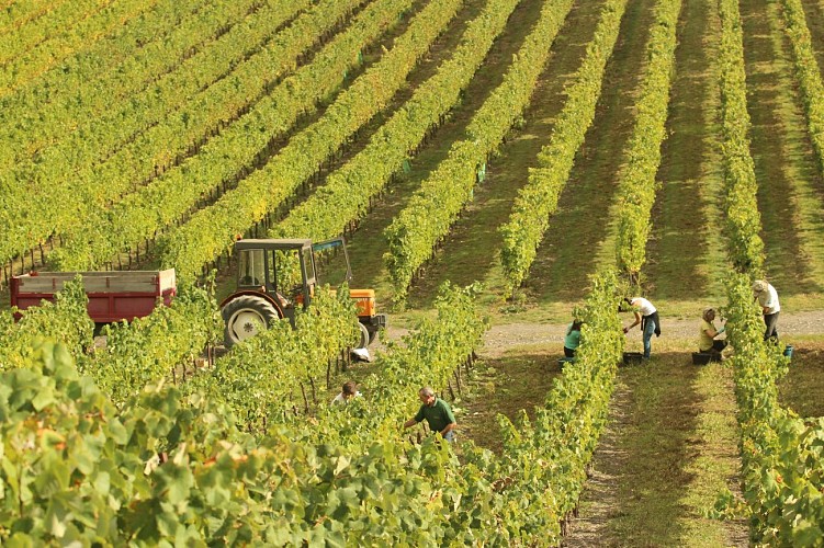 Domaine de Tresbaudon M. Olivier Ricard