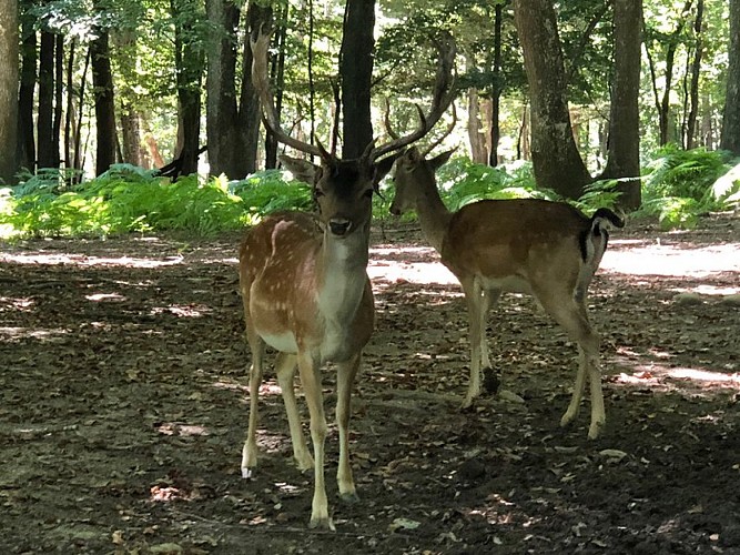 Parc Naturel de Chambaran