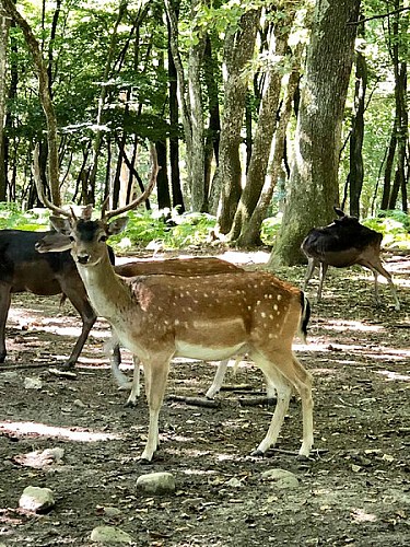 Parc Naturel de Chambaran