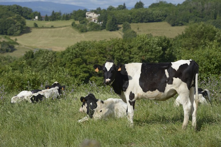 Ferme de Montgay