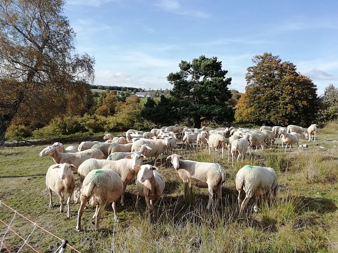 Ferme du Puy de Coujoule