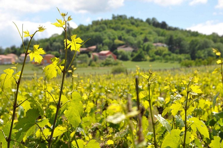 Domaine de la Pierre noire - Weingut schwarzer Stein