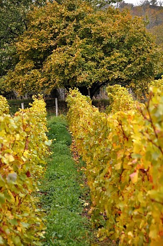 Domaine de la Pierre noire - Weingut schwarzer Stein