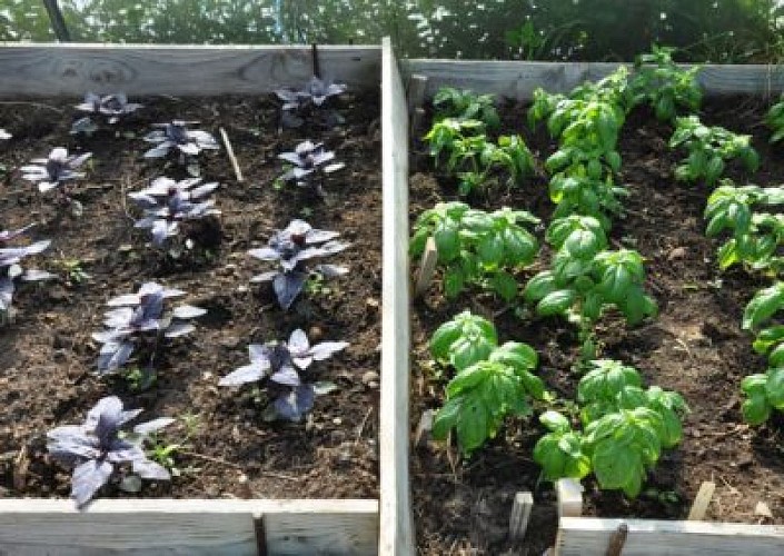 Pots d'Anne... de la graine au pot !