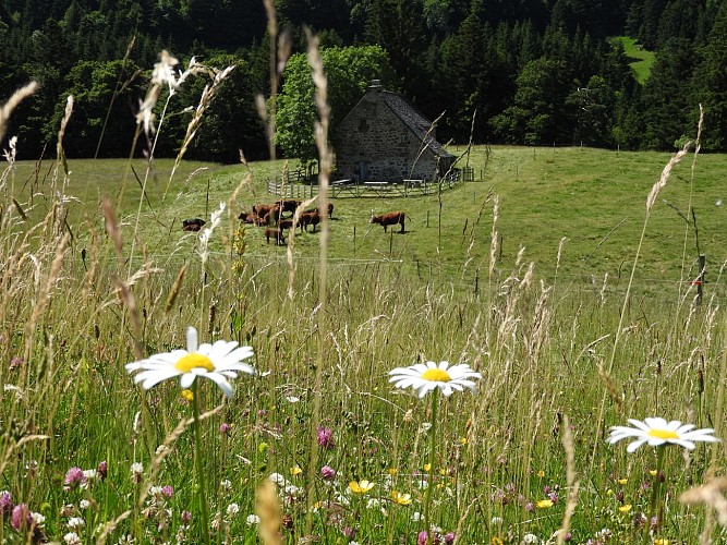 Sennhütte Maison du Buronnier