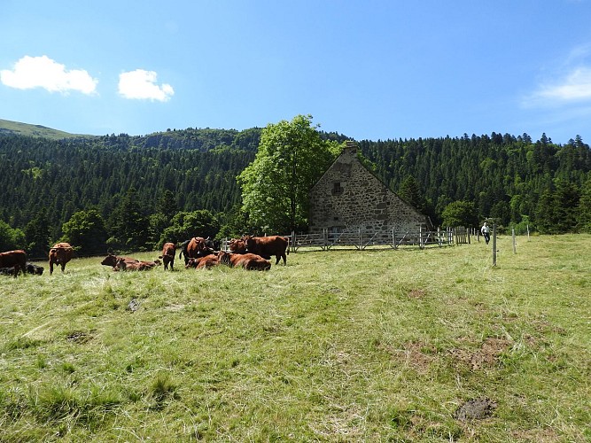 Sennhütte Maison du Buronnier