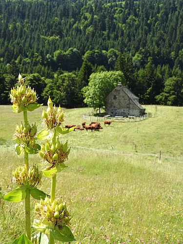 Sennhütte Maison du Buronnier