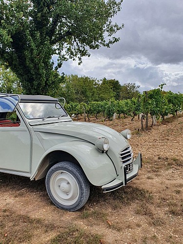 Domaine de la Chevalerie - Pelletant vineyard