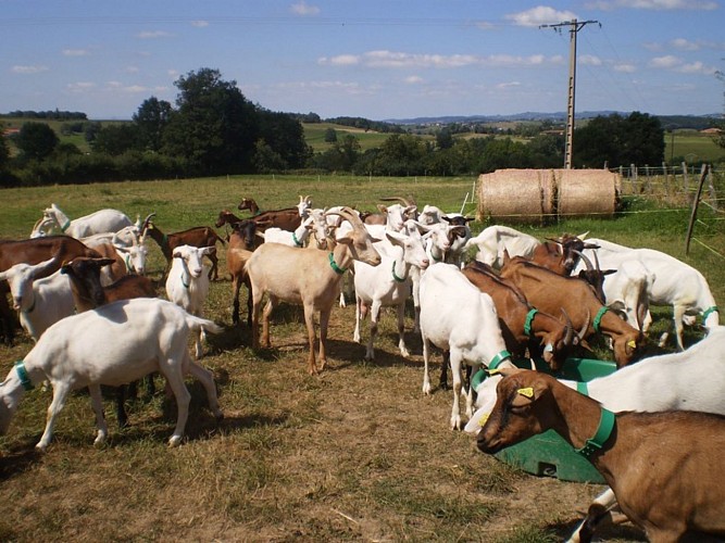 GAEC - Raconte-moi une chèvre