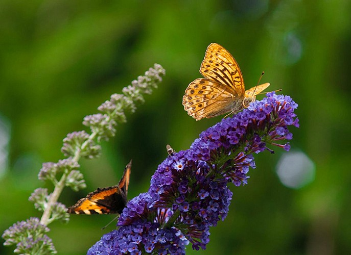 Gîte La Maison du Berger