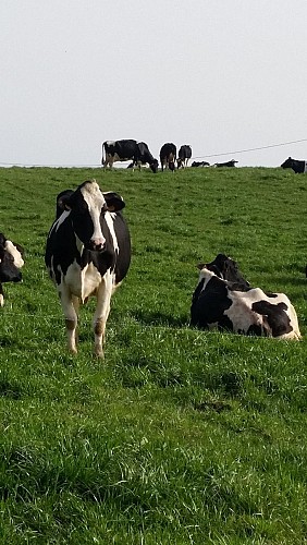 Fromagerie du buisson blanc