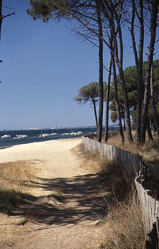 La Pinède du Bastidon