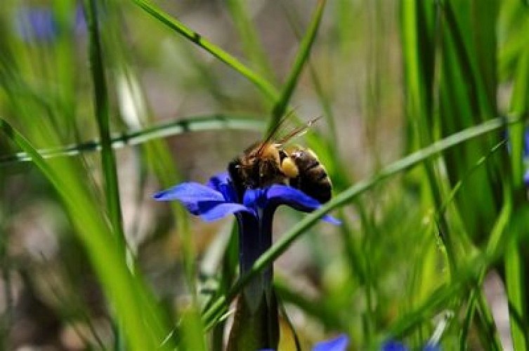 La Miellerie de Névache