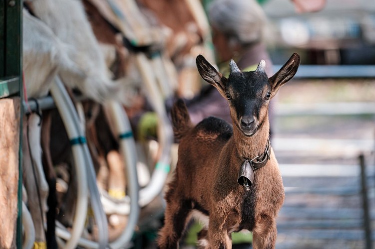 Brunet Farm - Gaec Du Lasseron