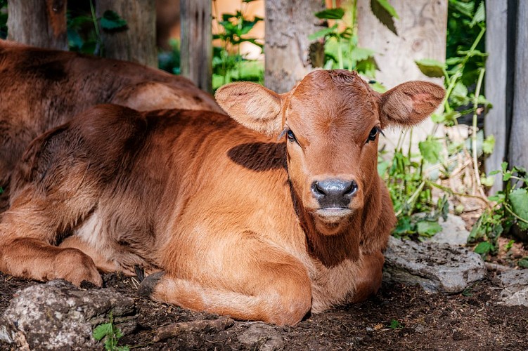 La Ferme Brunet - Gaec Du Lasseron