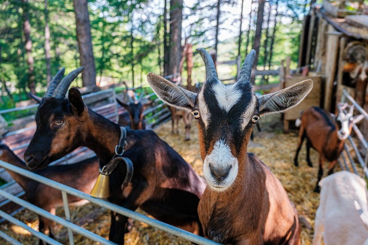 La Ferme Brunet - Gaec Du Lasseron