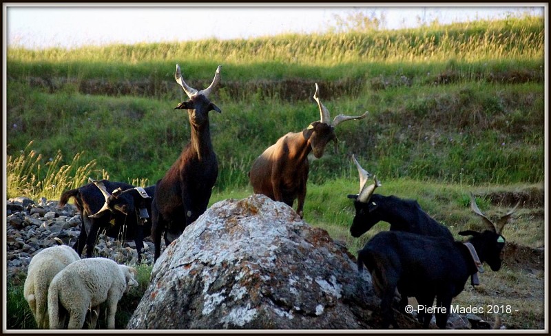 Bergerie La Coursaline