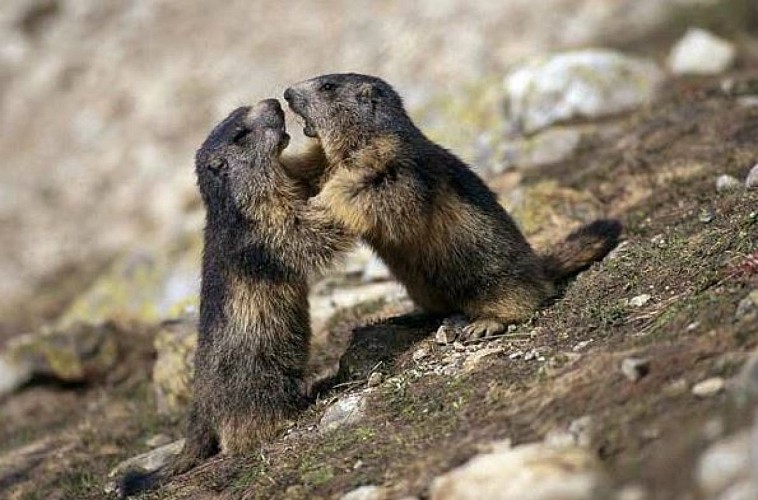 Lautaret pass - Natural Reserve of Combeynot