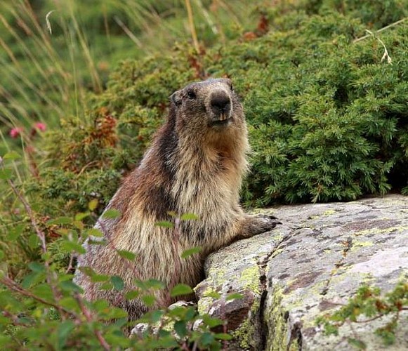 Lautaret pass - Natural Reserve of Combeynot
