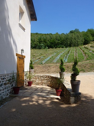 Verger Saint Vincent