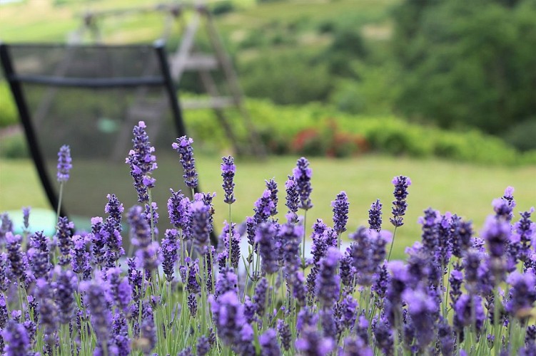 Gîte des Hortensias
