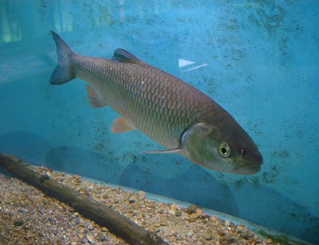 Maison Aquarium du val de Besbre: freshwater scenography