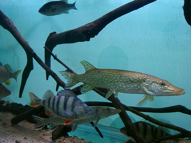 Maison Aquarium du val de Besbre: freshwater scenography