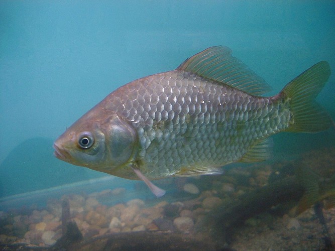 Maison Aquarium du val de Besbre: freshwater scenography