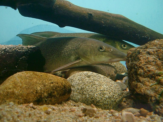 Maison Aquarium du val de Besbre : scénographie de l'eau douce
