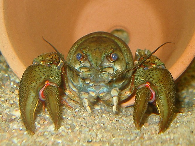 Maison Aquarium du val de Besbre : scénographie de l'eau douce