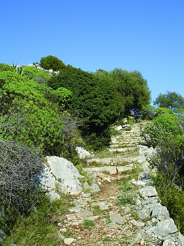 Das Oppidum des Mont des Mules