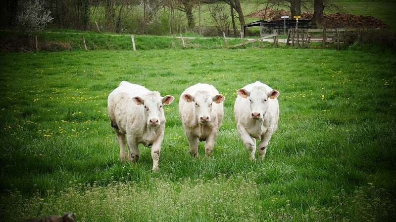 La Ferme du Gaec de Vallin