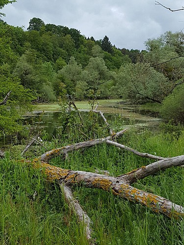 Réserve Naturelle du Val d'Allier