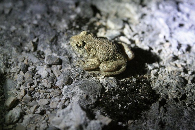 Comon midwife toad