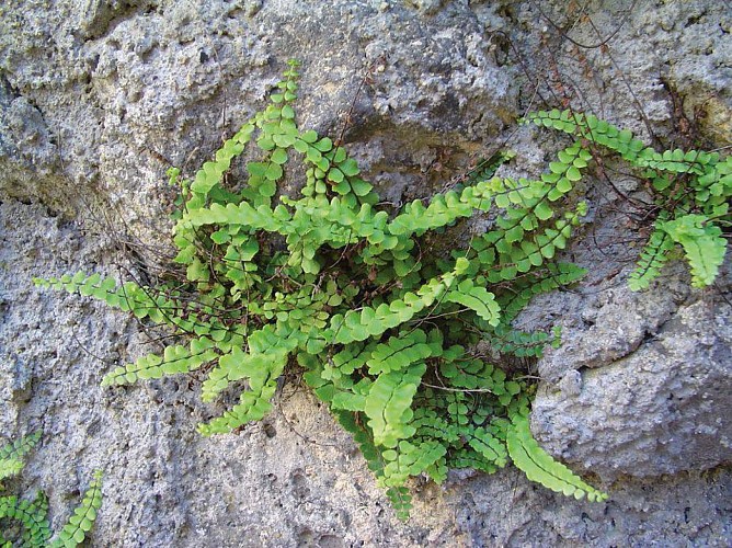 Maidenhair spleenwort